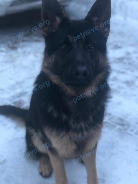 Big young black male dog Граф, lost near 1-й пер. Энгельса, 18, Яблоновский, Республика Адыгея, Россия, 385141 on Feb 14, 2021.
