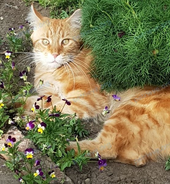 Big adult yellow male cat Фёдор, lost near ул. 1 Мая, 225, Краснодар, Краснодарский край, Россия, 350901 on Jan 18, 2021.