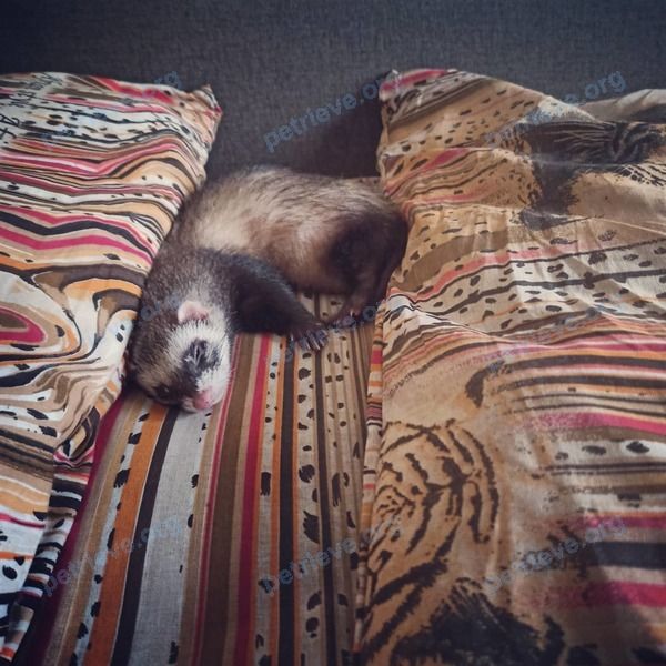 Small adult mixed color female ferret Лила, lost near ул. Ломоносова, 7 корпус 1, Мурманск, Мурманская обл., Россия, 183032 on Mar 01, 2021.