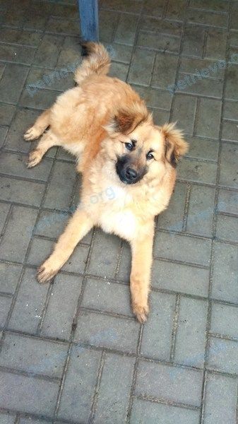 Small young brown male dog Умка, lost near ул. Подгорная, 33, Новый Оскол, Белгородская обл., Россия, 309641 on Mar 02, 2021.