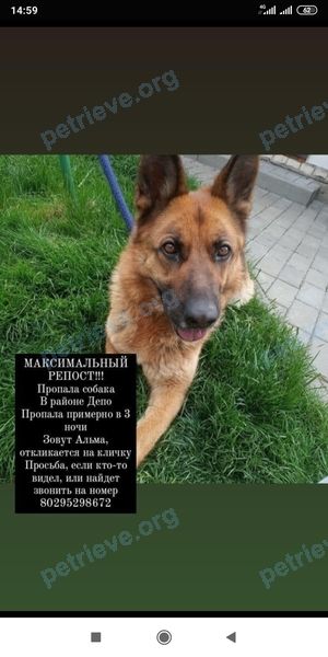 Средняя коричневая взрослая собака Альма, пропала 08.03.2021 рядом с улица Брестская 217, Барановичи, Беларусь.
