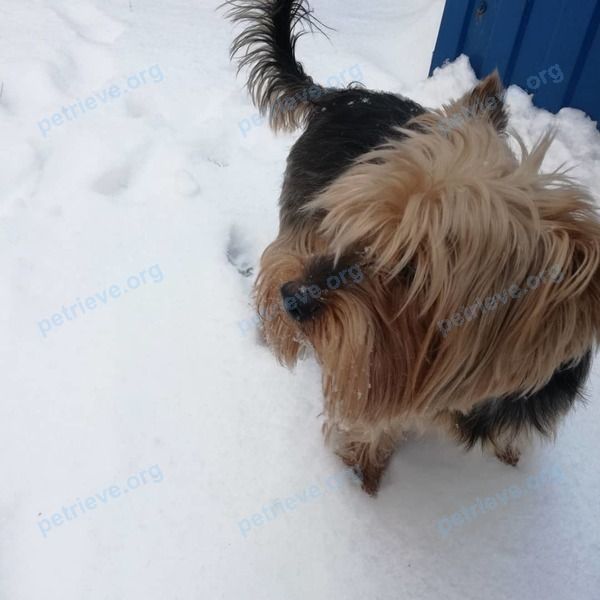 Small adult black male dog Леон, lost near ул. Народного Ополчения, 167, Ростов-на-Дону, Ростовская обл., Россия, 344011 on Mar 10, 2021.