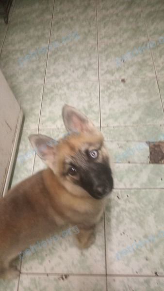 Big young dog, found near Боярка, Боярка, Київська обл., Украина, 08151 on Mar 05, 2021.