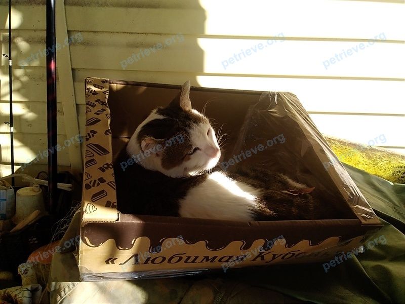 Medium young white male cat Моня, lost near Зеленая ул., 3А, Архипо-Осиповка, Краснодарский край, Россия, 353485 on Feb 10, 2021.