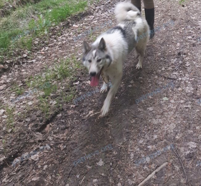 Medium young white female dog, lost near ул. Калинина, 11А, Дегтярск, Свердловская обл., Россия, 623271 on Mar 09, 2021.