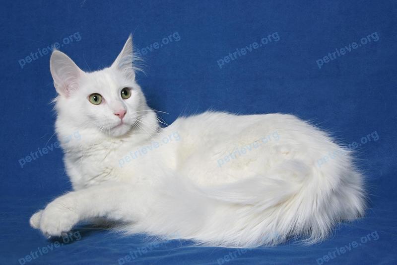 Medium young white male cat тошик, lost near Петровский б-р, 44, Азов, Ростовская обл., Россия, 346780 on Mar 06, 2021.