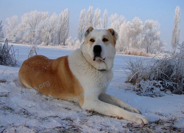 Big mixed color dog Алабай, found near Спартаковская ул., 36, Новозыбков, Брянская обл., Россия, 243020 on Mar 17, 2021.