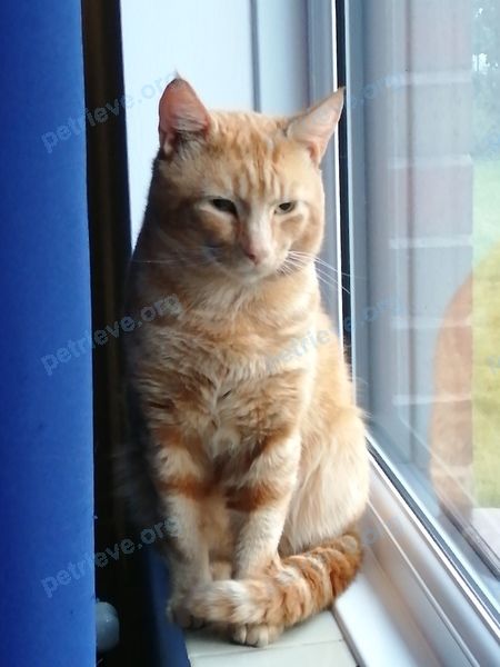 Medium adult orange male cat PJ, found near Undergate Road/Constable Lane, Dinnington, Sheffield S25 2RD, UK on Jan 03, 2021.