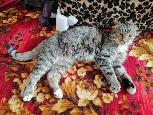 Medium young gray male cat, found near Зернова вулиця, 34, Запоріжжя, Запорізька область, Украина, 69000 on Mar 13, 2021.