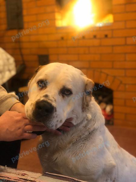 Big adult white female dog Маня, lost near ул. Лесная 2-я, 16а, Нудоль, Московская обл., Россия, 141623 on Mar 20, 2021.