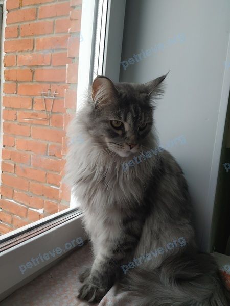 Big young gray male cat Тимоха, lost near Октябрьская улица, 151, Верх-Тула, Новосибирская обл., Россия, 630520 on Mar 18, 2021.
