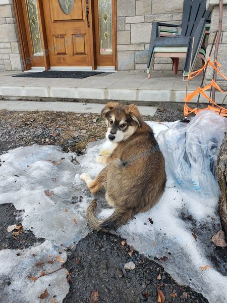 Medium young brown male dog, found near 575 Golf Course Rd, Powassan, ON P0H 1Z0, Canada on Mar 22, 2021.