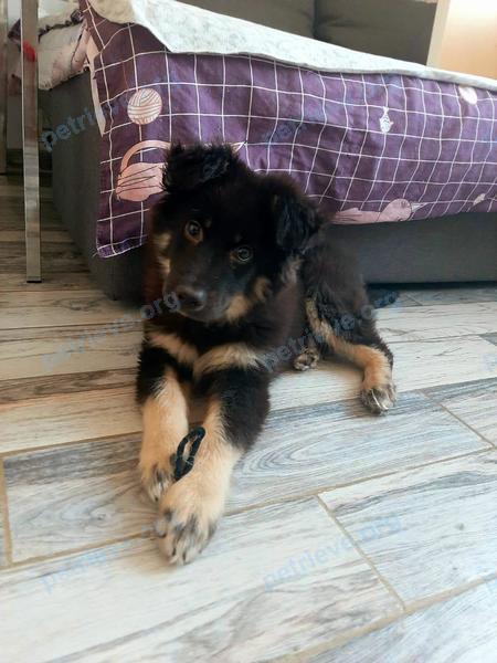 Medium young black female dog Аза, lost near ул. Южнодомодедовская, 11, Домодедово, Московская обл., Россия, 142003 on Mar 25, 2021.