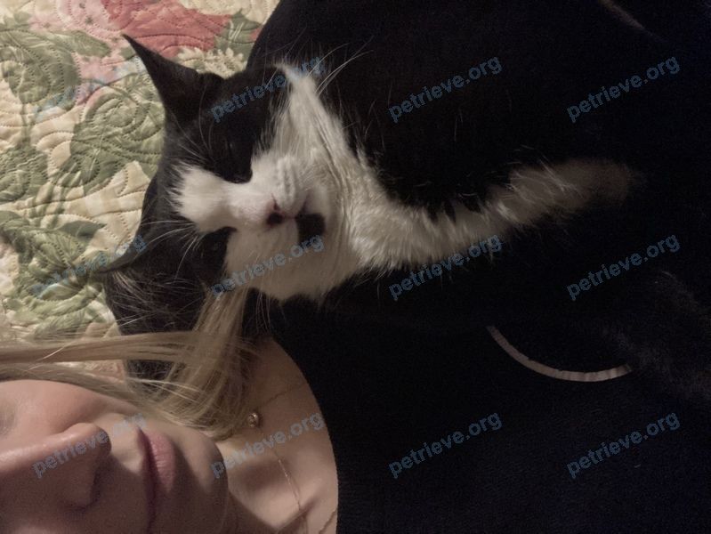 Medium black male cat Кузя, lost near ул. Ленина, 52, Старочеркасская, Ростовская обл., Россия, 346701 on Mar 18, 2021.