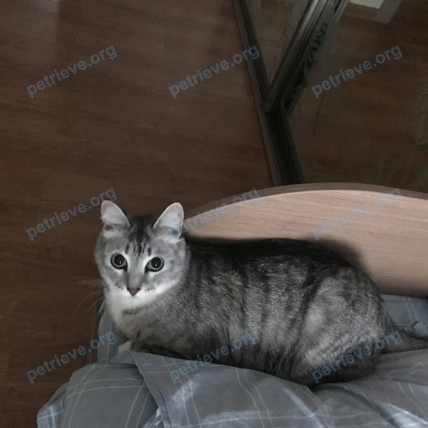 Средний серый молодой кот Марик, пропал 28.03.2021 рядом с ул. Чапаева, 24, Нижневартовск, Ханты-Мансийский автономный округ, Россия, 628615.
