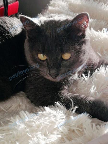 Big young gray female cat Даша, lost near ул. Евстафьева, 11А, Балашиха, Московская обл., Россия, 143912 on Apr 03, 2021.