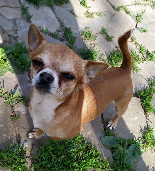 Small adult orange male dog Буч, lost near вулиця Трахтемирівська, 4, Київ, Украина, 02000 on Apr 06, 2021.
