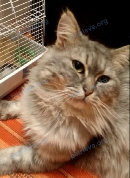 Big adult gray male cat Дымок, lost near Врачебный пр-д, 42, Ставрополь, Ставропольский край, Россия, 355002 on Feb 21, 2021.