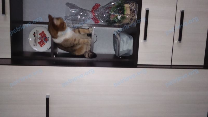 Средняя коричневая молодая кошка, пропала 07.04.2021 рядом с ул. Нечаевского, 42, Вельск, Архангельская обл., Россия, 165150.
