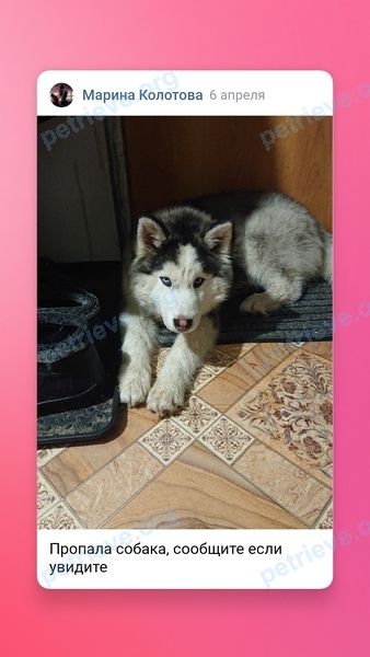 Medium young mixed color female dog Мила, lost near ул. Стрелковая, 17А, Узловая, Тульская обл., Россия, 301607 on Apr 06, 2021.