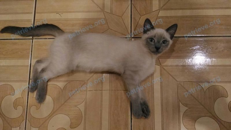 Средний серый молодой кот Марсик, пропал 01.04.2021 рядом с Высоковская ул., 26, Кострома, Костромская обл., Россия, 156029.
