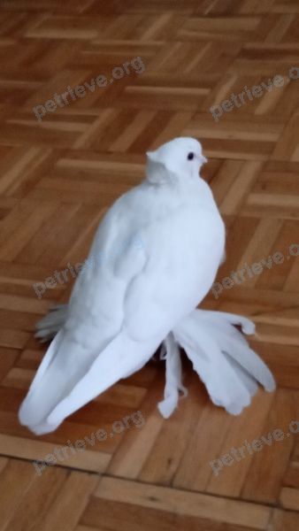 Medium adult white female bird Голубка Бусинка, lost near 40 Garden St, Cambridge, MA 02138, США on Apr 07, 2021.