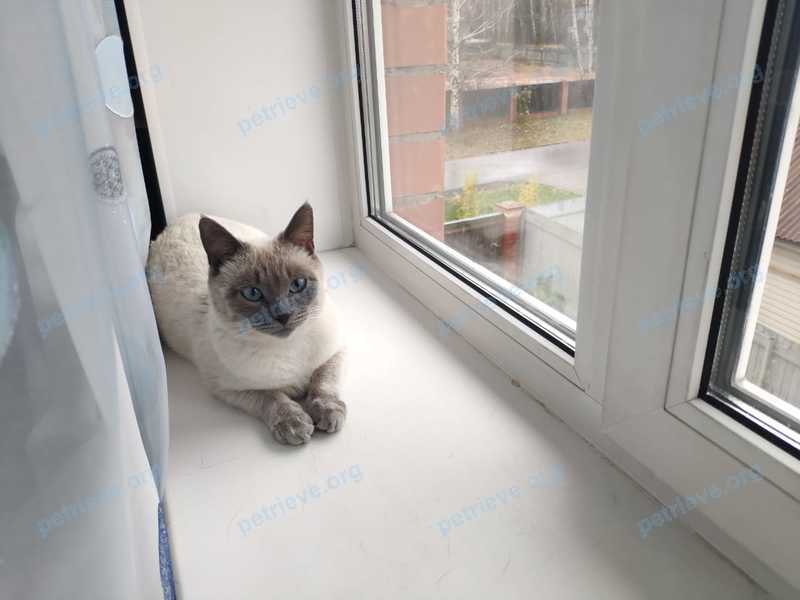Small young white female cat Лапа, Лапуля, lost near Сиреневая ул., 16, Апрелевка, Московская обл., Россия, 143363 on Apr 10, 2021.