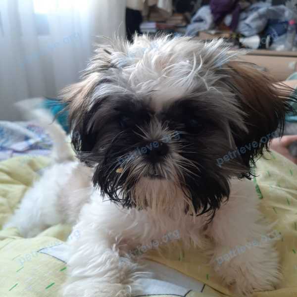 Small young white female dog Джерри, lost near Лазурная ул., 16, 2, Анапа, Краснодарский край, Россия, 353445 on Apr 12, 2021.