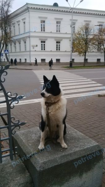 Medium young black male dog Арчик, lost near провулок Сковороди, 8, Полтава, Полтавська область, Украина, 36000 on Apr 06, 2021.