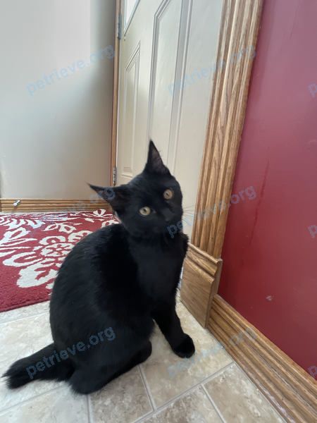 Small young black male cat Max, lost near 55 53522 Rge Rd 272, Spruce Grove, AB T7X 3N2, Canada on Apr 17, 2021.