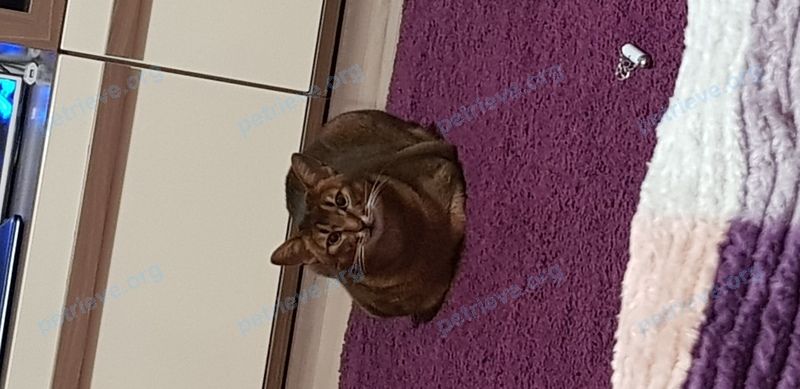 Medium adult brown male cat Рис, lost near ул. Рашпилевская, 132/2, Краснодар, Краснодарский край, Россия, 350020 on Apr 23, 2021.