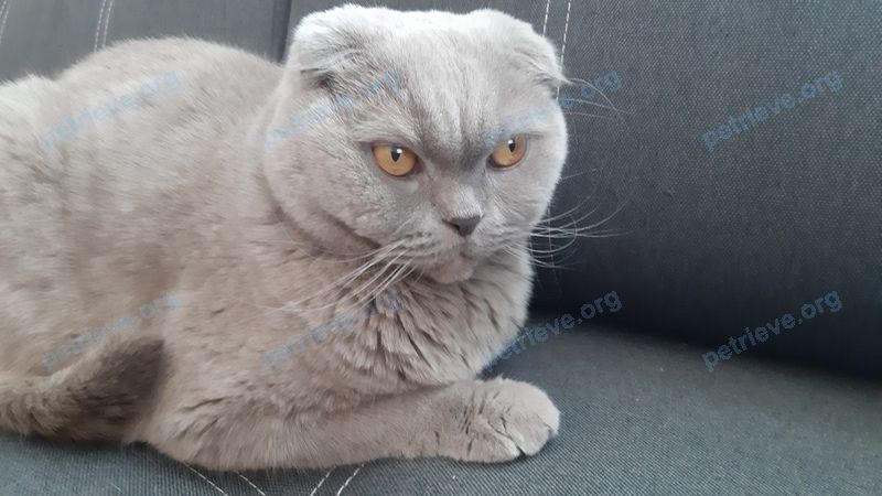 Medium adult gray male cat Сеня, lost near ул. Муйжеля, 36, Псков, Псковская обл., Россия, 180014 on Apr 22, 2021.