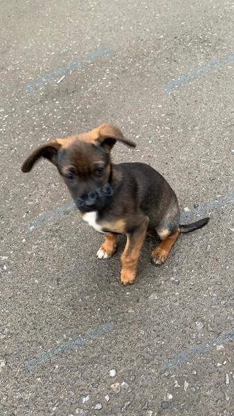 Small young brown dog, found near ул. Таганрогская, 116, Ростов-на-Дону, Ростовская обл., Россия, 344016 on Apr 26, 2021.