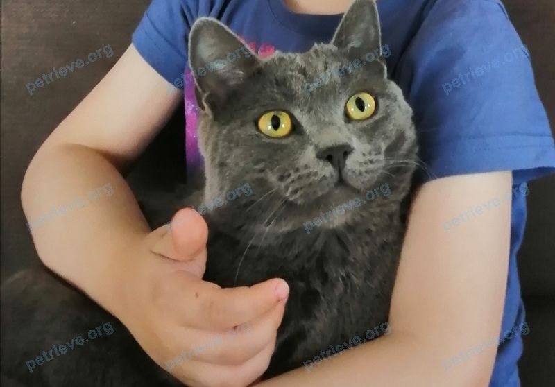 Medium young gray male cat Йода, lost near Байкальская ул., 79, Братск, Иркутская обл., Россия, 665714 on Apr 26, 2021.