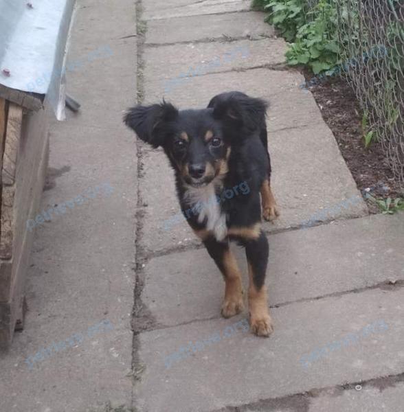 Small young black female dog Неизвестан, found near ул. Чернышевского 22, Барановичи 225409, Беларусь on Apr 29, 2021.