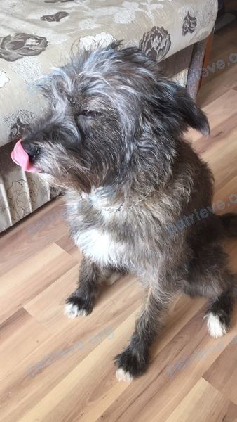 Medium young gray female dog Маля, lost near Vlodavskaya 22, Брест, Беларусь on Apr 24, 2021.