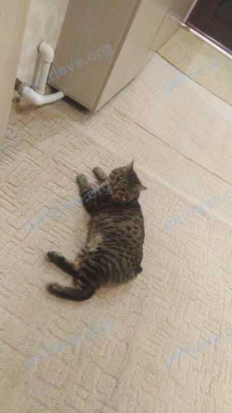Medium adult male cat Жорик, lost near Лихвинский пер., 7, Тула, Тульская обл., Россия, 300005 on Apr 27, 2021.