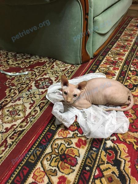 Средний розовый молодой кот Веня, пропал 07.05.2021 рядом с Вокзальная ул., 3, Поварово, Московская обл., Россия, 141540.