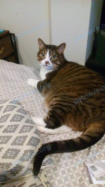 Big adult mixed color female cat Barracuda or Cuda, lost near 5 Hendley Dr, Ajax, ON L1T 2C6, Canada on Apr 19, 2021.