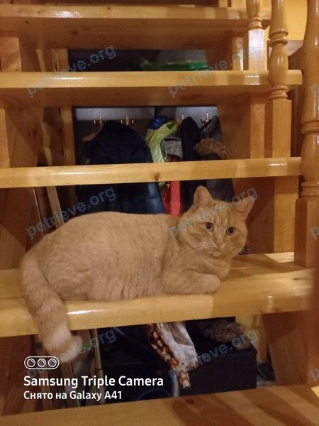 Средний оранжевый молодой кот Рыжик, пропал 08.05.2021 рядом с yлица Раздольная, 74, Орёл, Орловская обл., Россия, 302025.