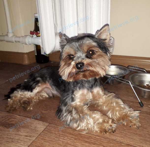 Small young black male dog Марсик, lost near пр-т. Коммунистический, 31 корпус 1, Ростов-на-Дону, Ростовская обл., Россия, 344091 on May 13, 2021.