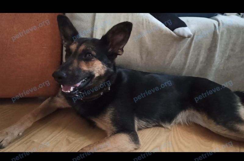 Medium young brown female dog Саманта  Сэм, lost near ЦУМ, Дніпро, Дніпропетровська область, Украина, 49000 on May 12, 2021.