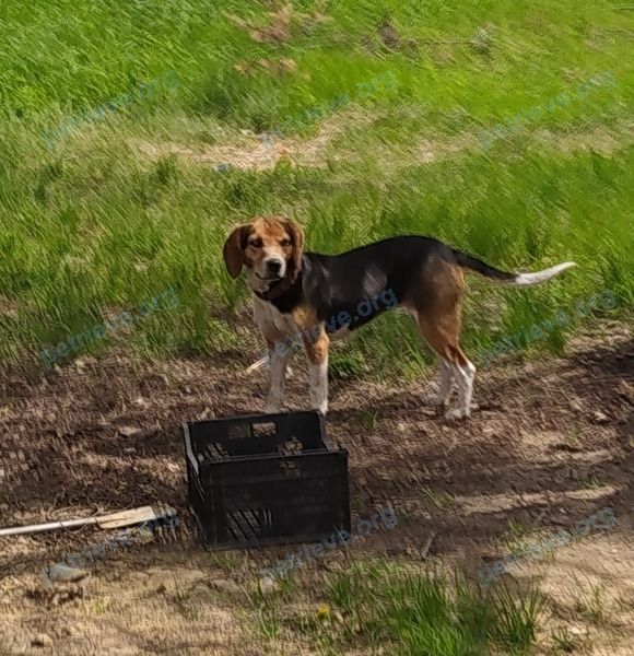 Medium adult mixed color female dog, lost near ул. Пацаева, 9, Ростов-на-Дону, Ростовская обл., Россия, 344092 on May 13, 2021.