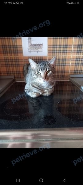 Medium young gray male cat Грей, lost near 1419, Зеленоград, Москва, Россия, 124617 on May 16, 2021.