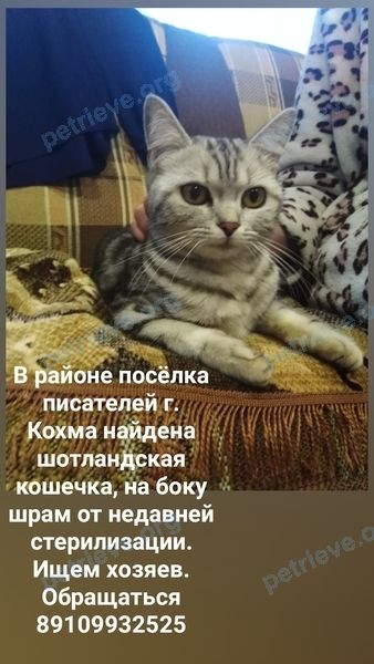 Средняя серая молодая кошка, найдена 18.05.2021 рядом с ул. Тимирязева, 43, Кохма, Ивановская обл., Россия, 153510.