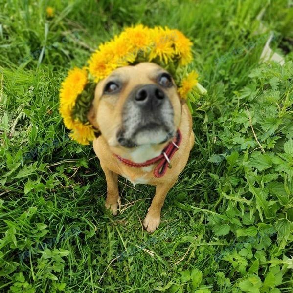 Medium young orange female dog Джемма, lost near ул. Менжинского, 8/17, Гусь-Хрустальный, Владимирская обл., Россия, 601501 on May 17, 2021.