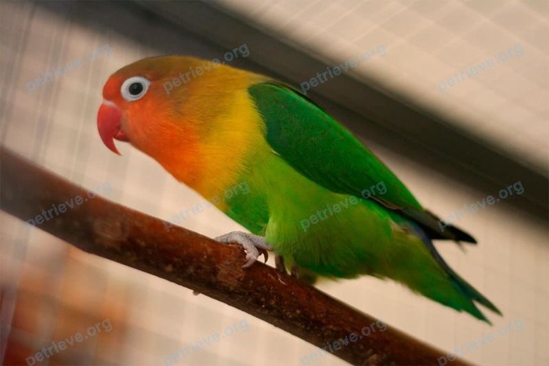Medium adult mixed color female bird Цыпа   Чижик, lost near ул. Фрунзе, 29, Ростов-на-Дону, Ростовская обл., Россия, 344012 on May 23, 2021.
