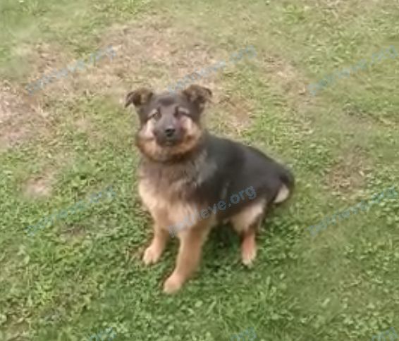 Medium young brown female dog, found near ул. Лермонтова, 2, Кадом, Рязанская обл., Россия, 391670 on May 09, 2021.
