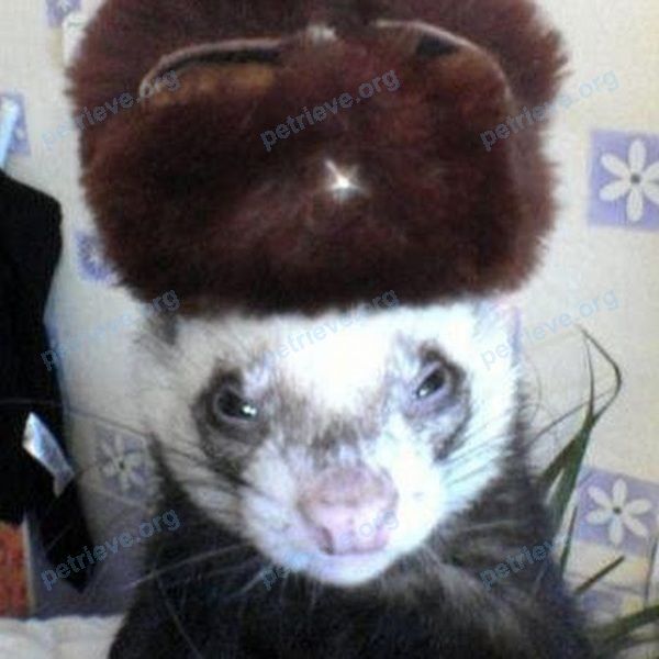 Medium young male ferret Хуман, lost near Литейный пр., 17-19, Санкт-Петербург, Россия, 191028 on May 21, 2021.