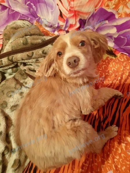 Medium adult orange female dog Джесси, lost near ул. Орлова, 17, Ульяновск, Ульяновская обл., Россия, 432071 on May 21, 2021.